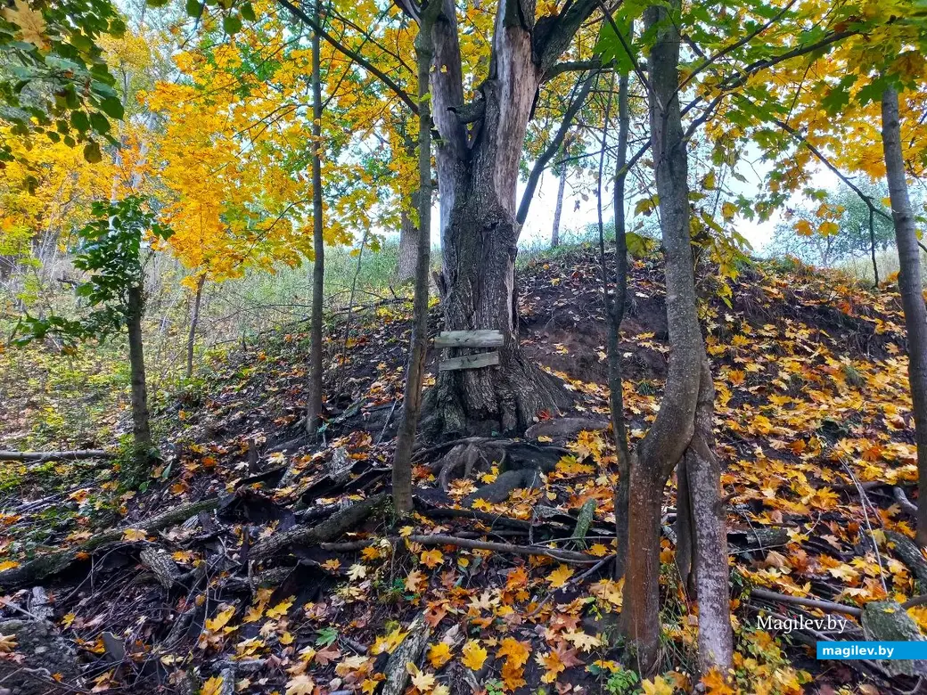 14.10.2024, Могилев. 3-й Струшенский Овраг и его окрестности.