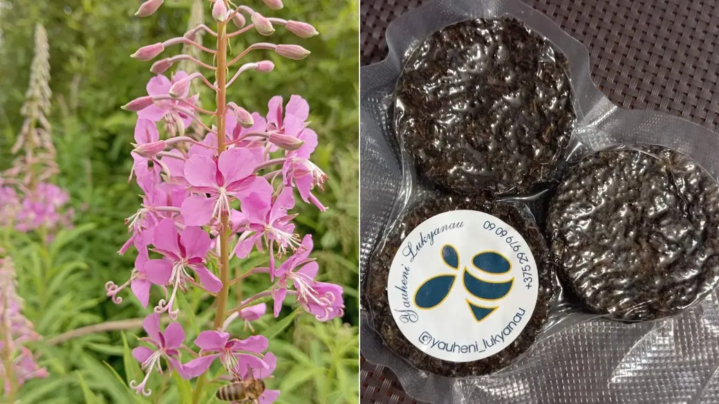 Продукция Евгения Лукьянова. Кировск, 2024 г. Растение иван-чай (или кипрей) и ферментированный чай из него.