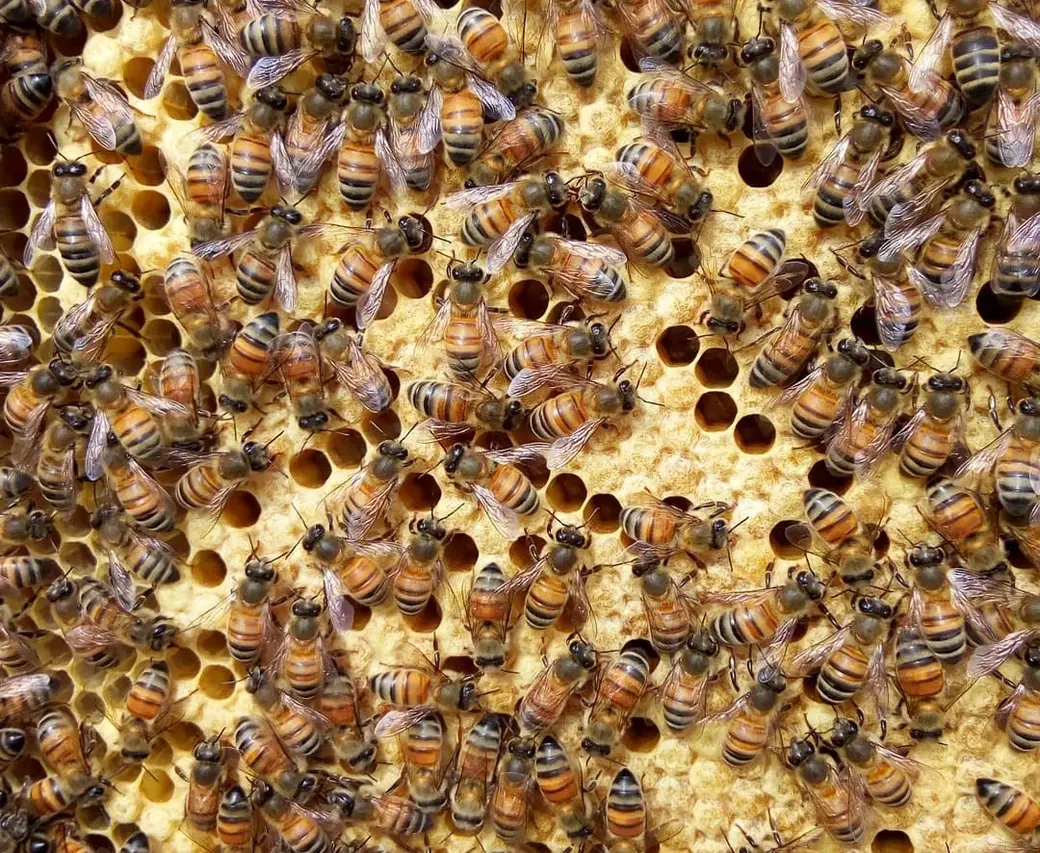 Кировск, 2024 г. Сегодня у Евгения 30 пчелиных семей породы бакфаст.