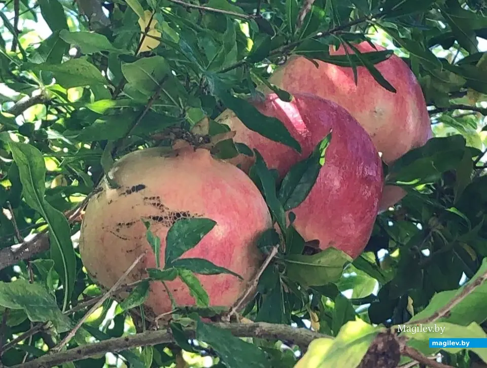 Сентябрь 2024 г. Турция, Бельдиби.