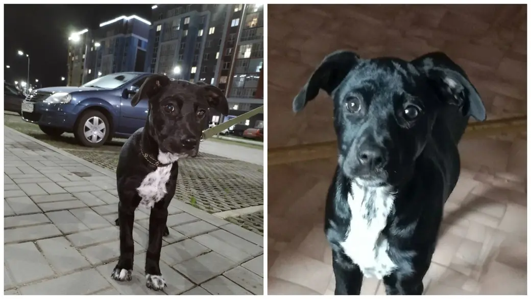 Щенок-потеряшка.