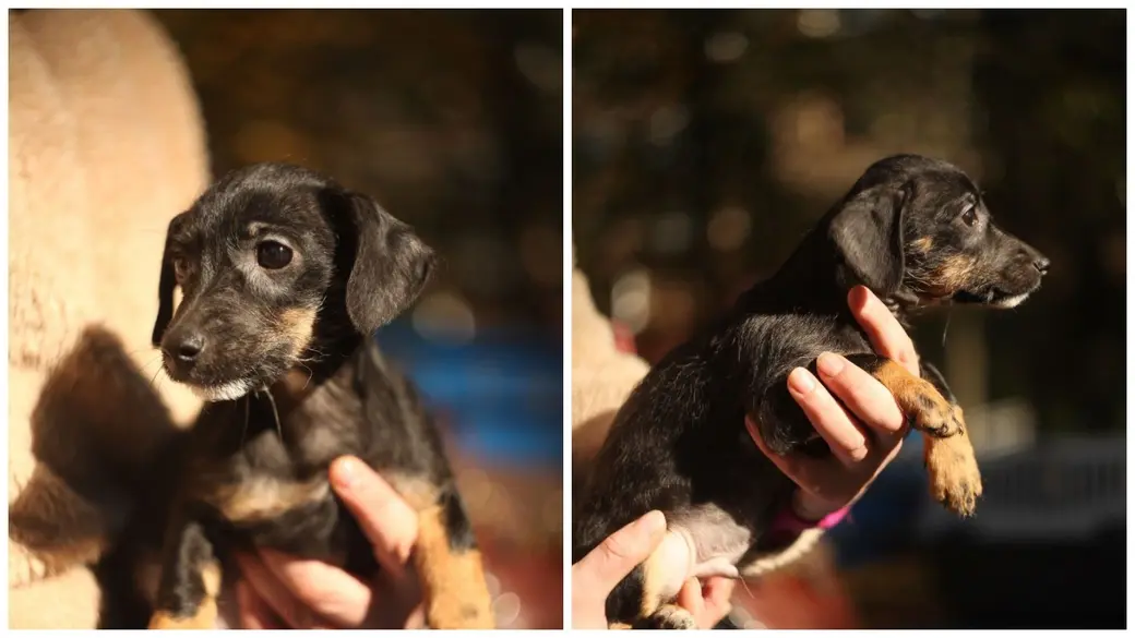 Щенок Джим.