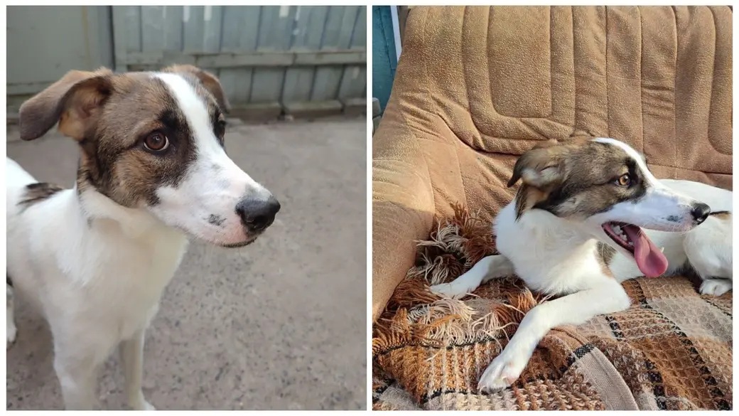 Собака Лола