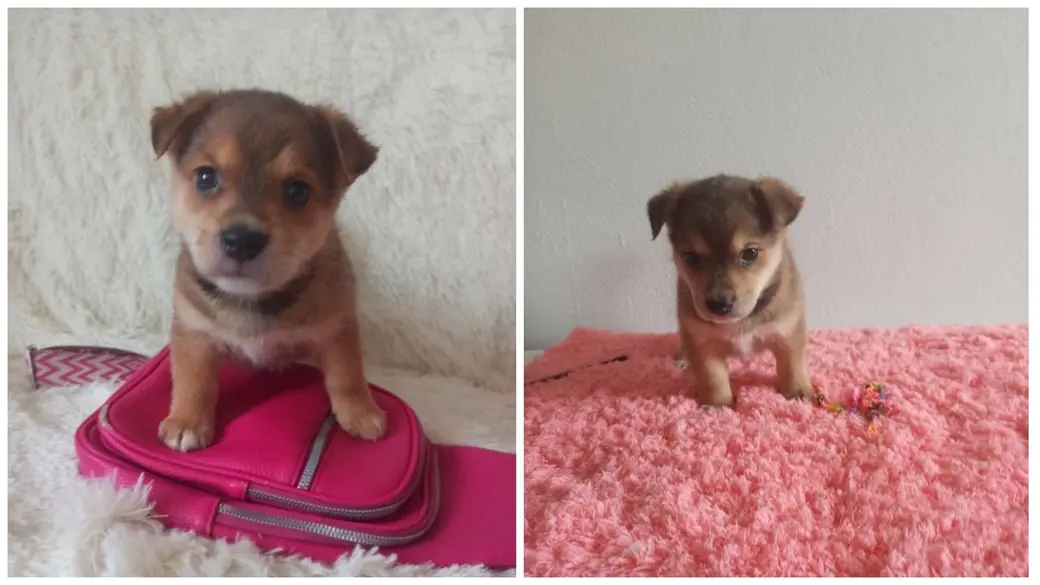 Малыши Лилу, Молли, Риччи и Барни