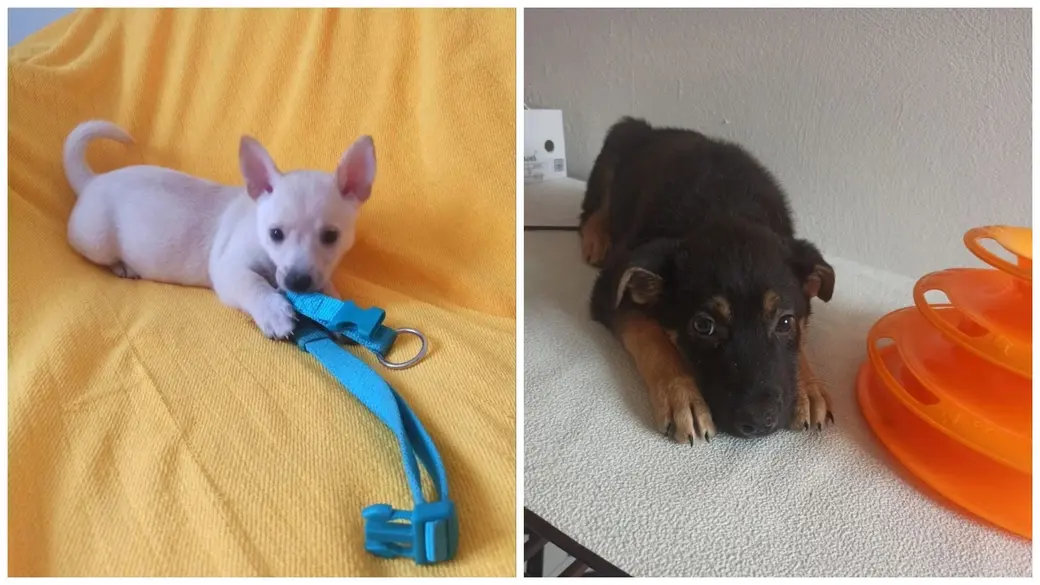 Малыши Лилу, Молли, Риччи и Барни