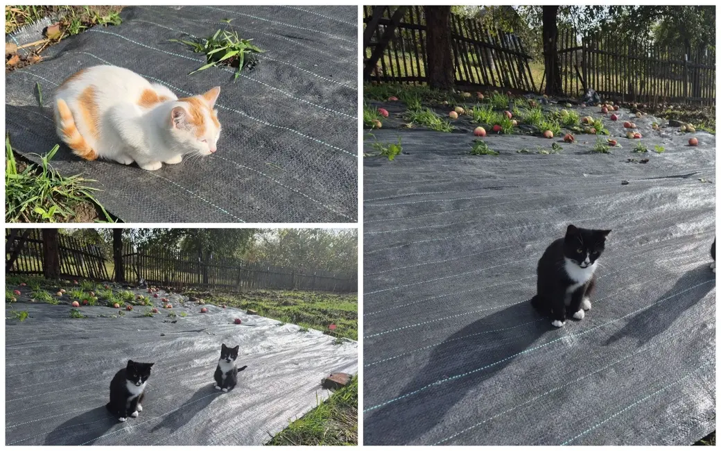 4 котенка, девочки