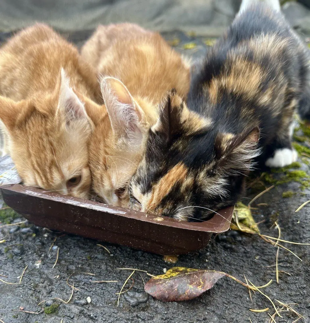 Два рыжих котика и трехцветная кошечка