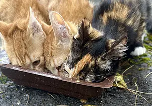 Собака Лола, щенок Джим и ласковые котята: кто ищет хозяина в Могилеве