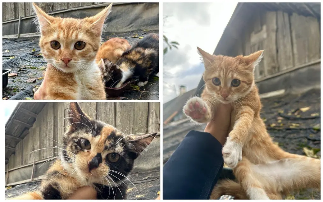 Два рыжих котика и трехцветная кошечка