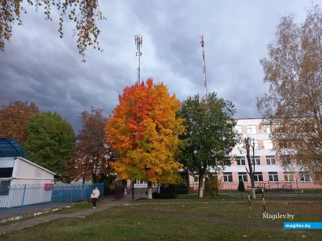 Октябрь 2024 г., Могилев. Клен у входа в торговый колледж.