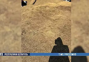 В Осиповичском районе испортили урожай зерна на десятки тысяч рублей (видео)