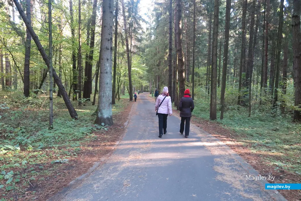 Октябрь 2024 г. Могилев, Любужский лесопарк, тропа здоровья.