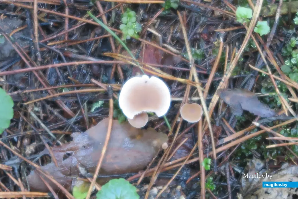 Октябрь 2024 г. Могилев, Любужский лесопарк.