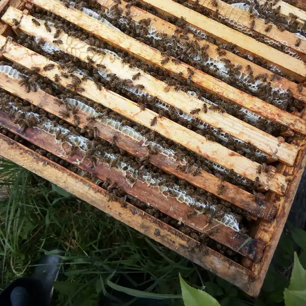 У пчеловода Евгения Лукьянова.