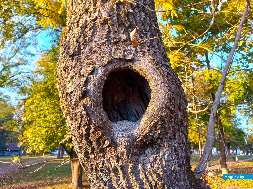 21.10.2024, Могилев. 2-й Струшенский Овраг и его окрестности.