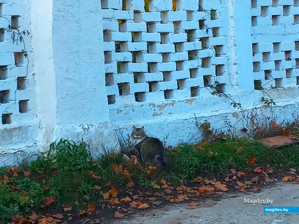 21.10.2024, Могилев. 2-й Струшенский Овраг и его окрестности.