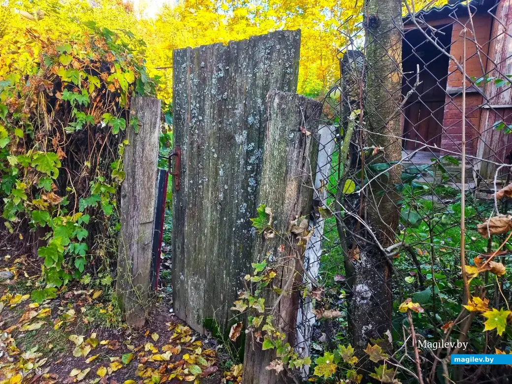 21.10.2024, Могилев. 2-й Струшенский Овраг и его окрестности.