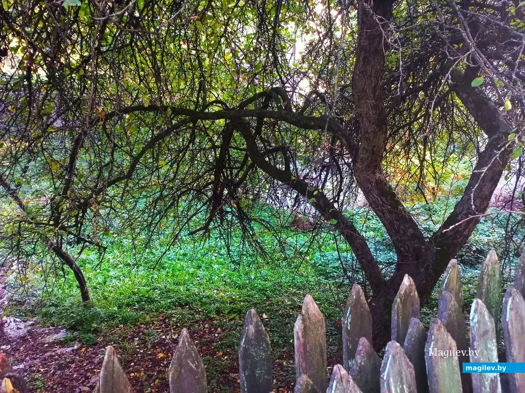 21.10.2024, Могилев. 2-й Струшенский Овраг и его окрестности.