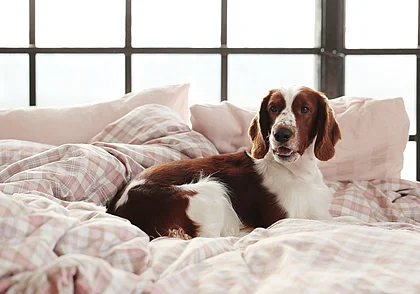 Номера для отдыха вместе с домашними питомцами появятся в белорусских санаториях