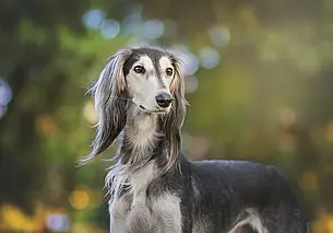 В какие игры можно поиграть с собакой: советы кинолога