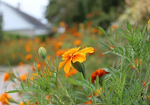 Возможен мокрый снег: какой будет погода в Могилеве 14 октября