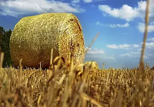 В Гомельской области сгорело 90 тонн соломы