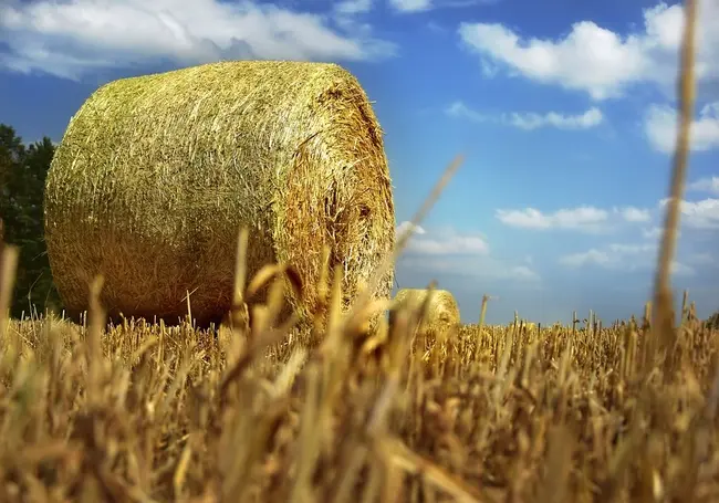 В Гомельской области сгорело 90 тонн соломы