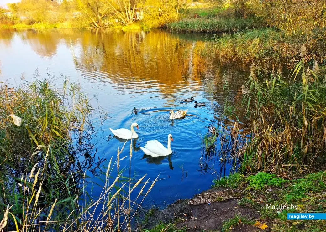 27.10.2024, Могилев, озеро у военного городка. Лебеди чувствуют себя уверенно.