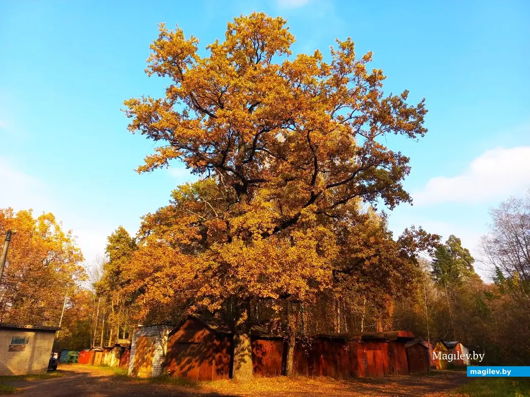 27.10.2024, Могилев, у военного городка.
