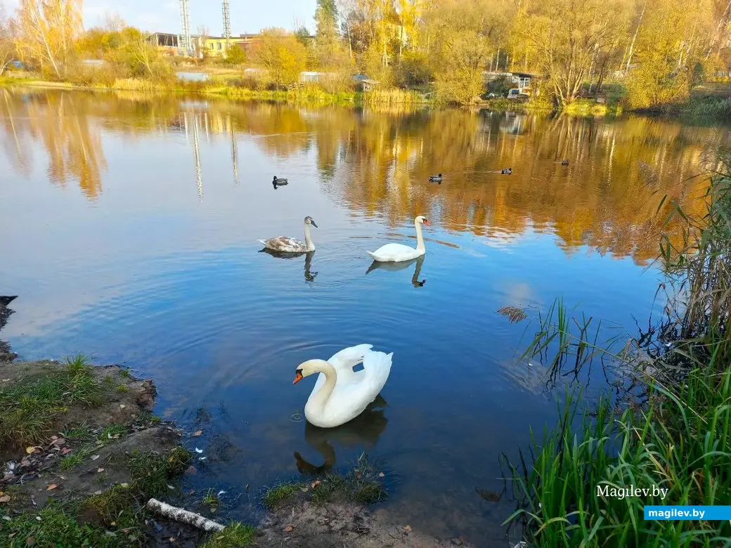 27.10.2024, Могилев, озеро у военного городка. Лебеди чувствуют себя уверенно.