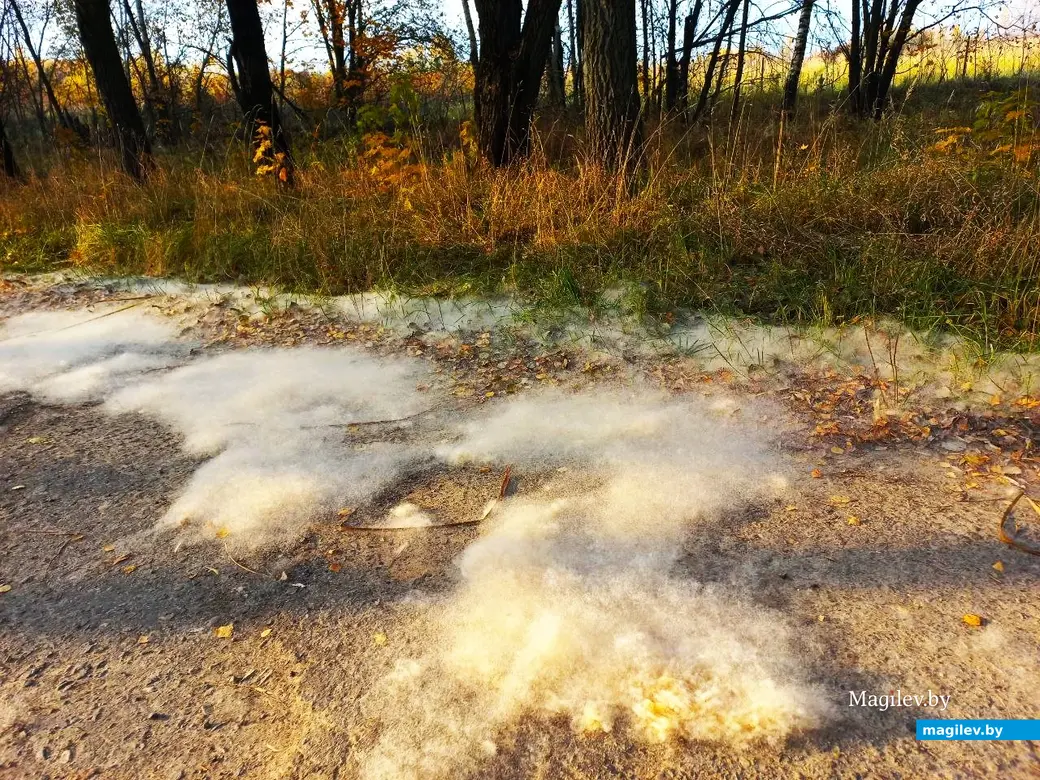 27.10.2024, Могилев, военный городок. Пуховое одеяло на дороге.