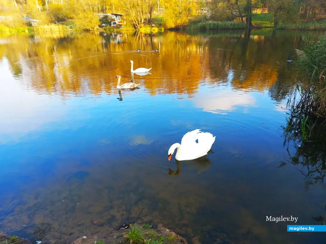 27.10.2024, Могилев, озеро у военного городка. Лебеди чувствуют себя уверенно.