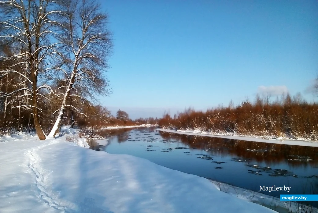 2019 год. Птичь в Глуске.