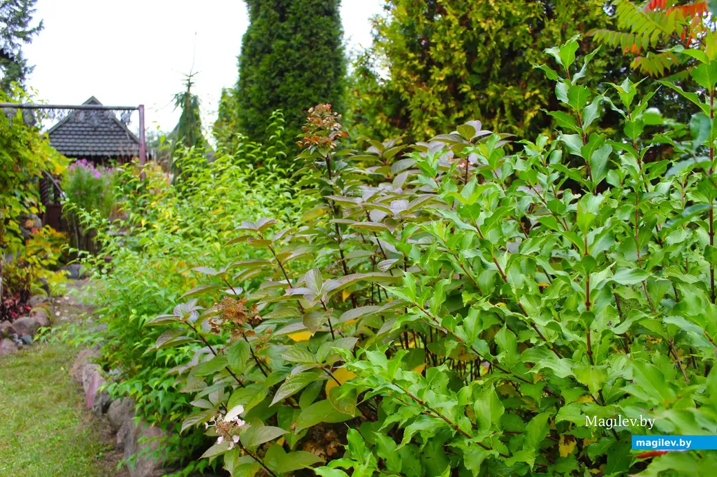 Октябрь 2024 года. Станция Понизов. Дачный участок Ларисы Федоровны Суздалевой.