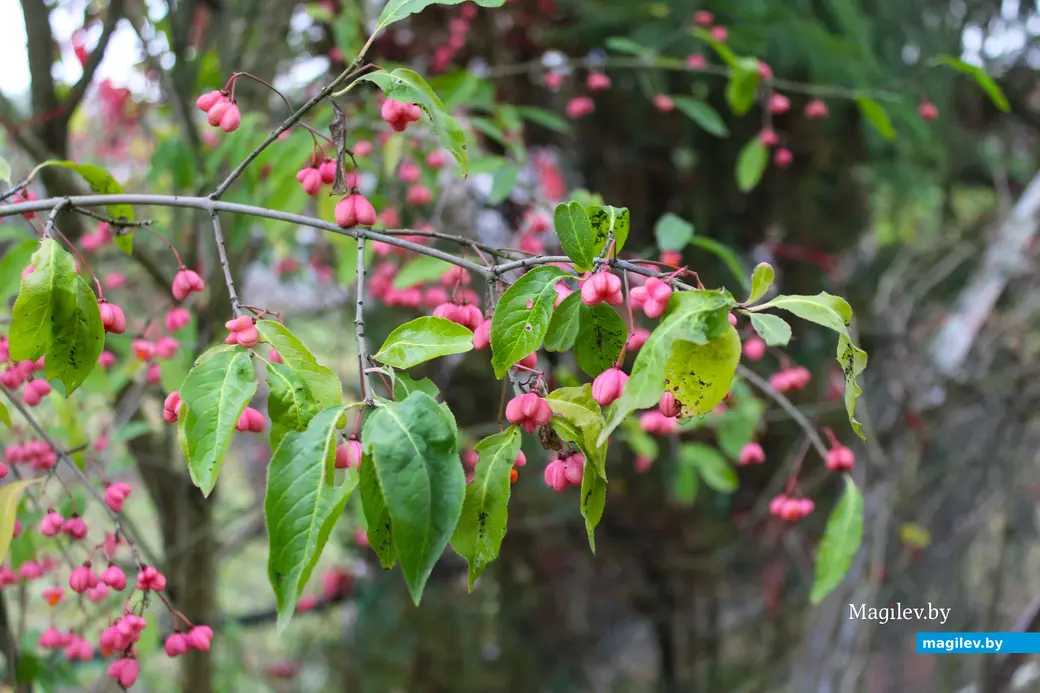Октябрь 2024 года. Станция Понизов. Дачный участок Ларисы Федоровны Суздалевой. Бересклет бородавчатый.