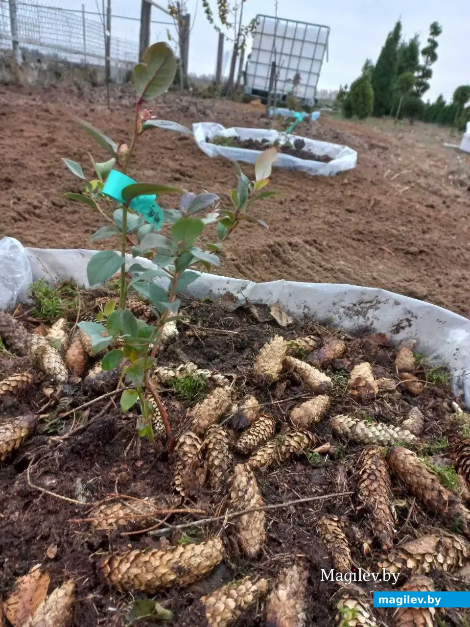 Пошаговая фоторекомендация опытного садовода по посадке голубики садовой. Фото предоставлено Татьяной Маковецкой.