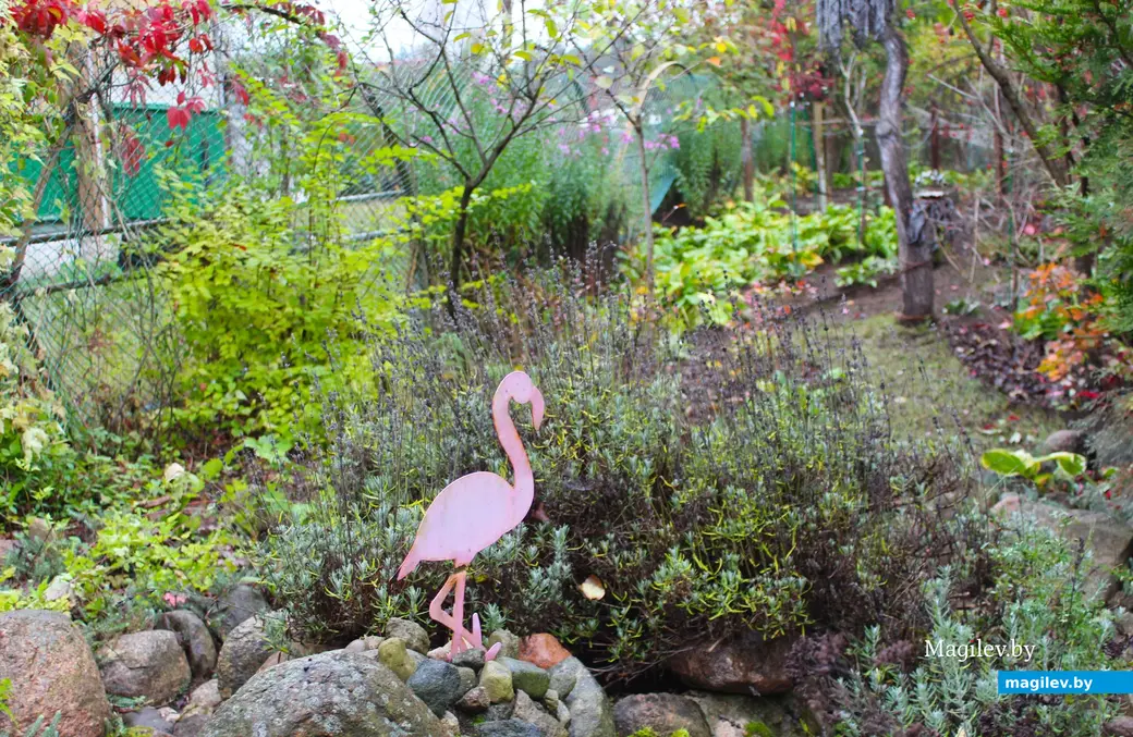 Октябрь 2024 года. Станция Понизов. Дачный участок Ларисы Федоровны Суздалевой. На этой альпийской горке хорошо прижилась лаванда.