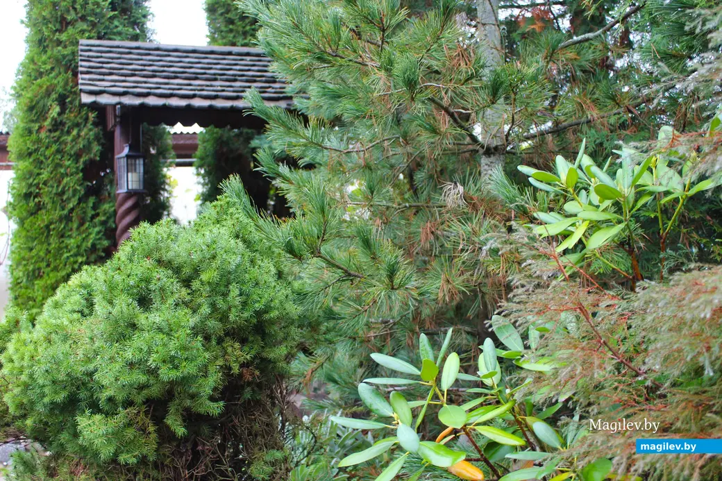 Октябрь 2024 года. Станция Понизов. Дачный участок Ларисы Федоровны Суздалевой.