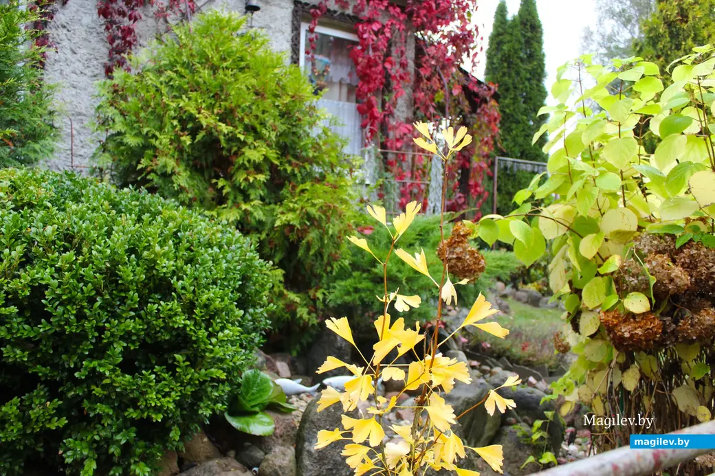 Октябрь 2024 года. Станция Понизов. Дачный участок Ларисы Федоровны Суздалевой.