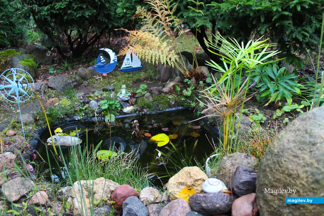 Октябрь 2024 года. Станция Понизов. Дачный участок Ларисы Федоровны Суздалевой. Альпийская горка у подножия маленького водоема.