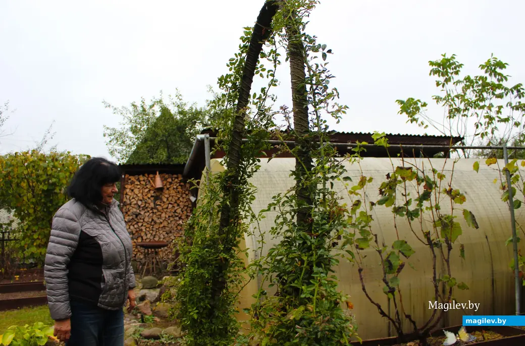 Октябрь 2024 года. Станция Понизов. Дачный участок Ларисы Федоровны Суздалевой. Нашлось на участке место и для паника, и для виноградника, который, кстати, неплохо