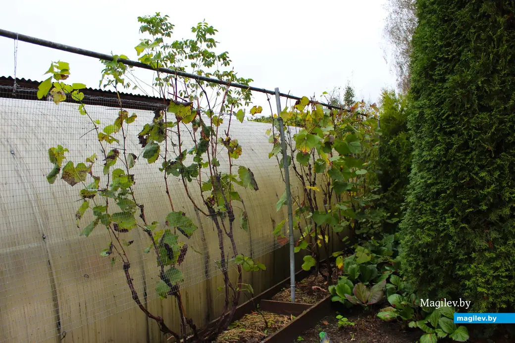 Октябрь 2024 года. Станция Понизов. Дачный участок Ларисы Федоровны Суздалевой.