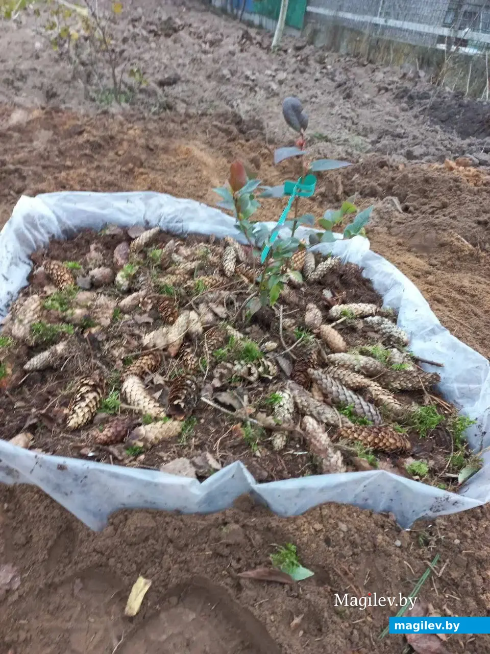 Пошаговая фоторекомендация опытного садовода по посадке голубики садовой. Фото предоставлено Татьяной Маковецкой.