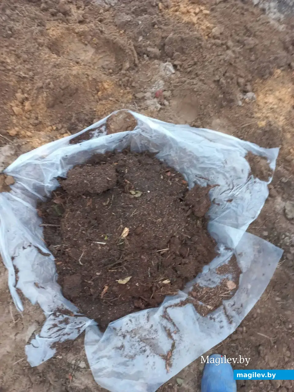 Пошаговая фоторекомендация опытного садовода по посадке голубики садовой. Фото предоставлено Татьяной Маковецкой.