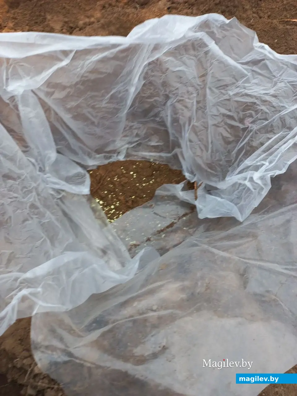 Пошаговая фоторекомендация опытного садовода по посадке голубики садовой. Фото предоставлено Татьяной Маковецкой.