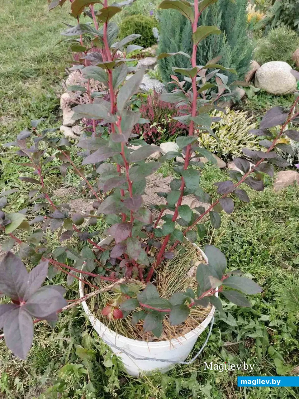 Пошаговая фоторекомендация опытного садовода по посадке голубики садовой. Фото предоставлено Татьяной Маковецкой.