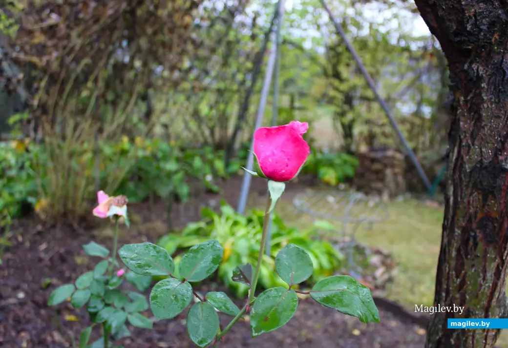 Октябрь 2024 года. Станция Понизов. Могилевская область. Дача Ларисы Федоровны Суздалевой. Розы цветут до конца октября.