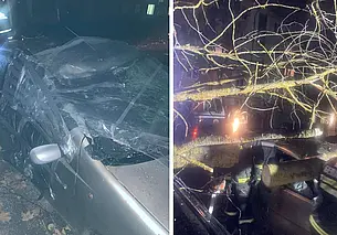 Последствия непогоды: в Могилеве дерево упало на парковку и повредило 3 легковых автомобиля