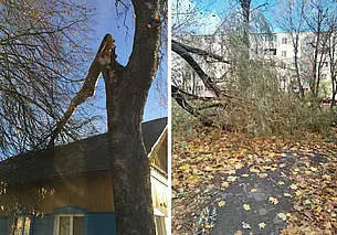 В  Могилеве и Бобруйске от ветра падали деревья: в МЧС рассказали о последствиях непогоды