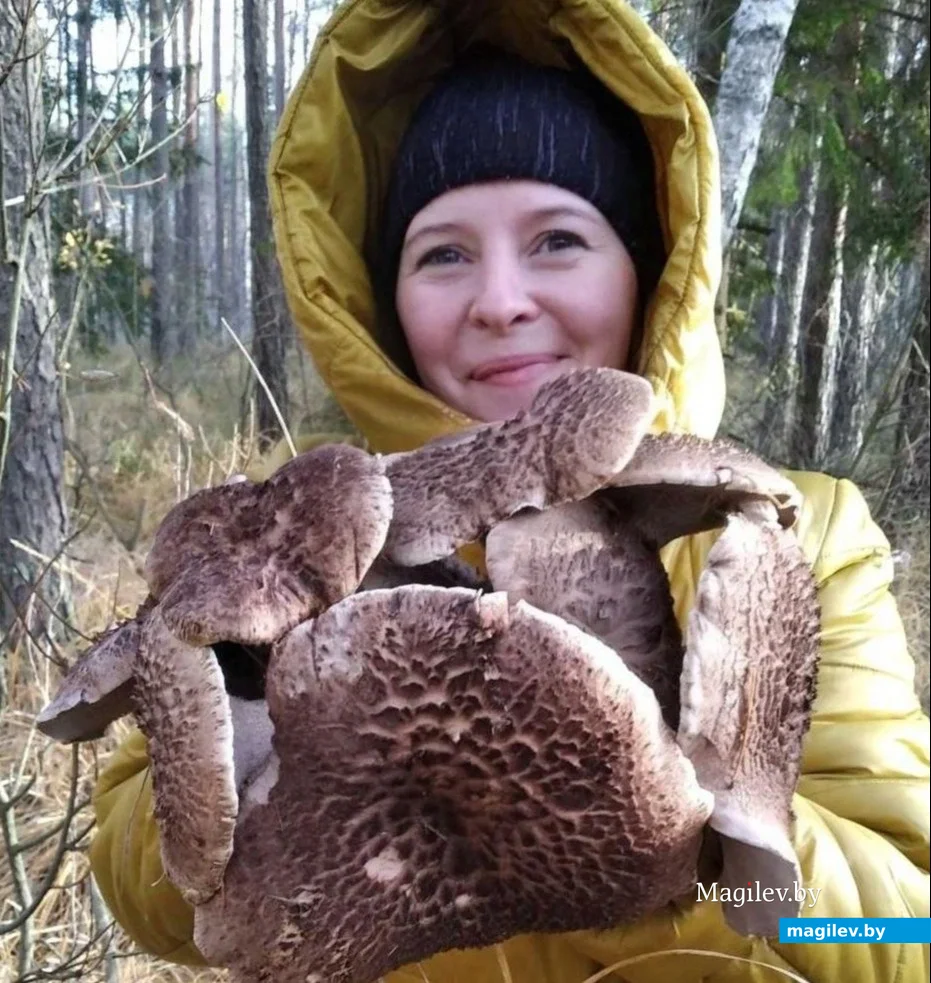 2.11.2024 г. Бобруйчанка Алла Сорокина в лесу под Кличевом.